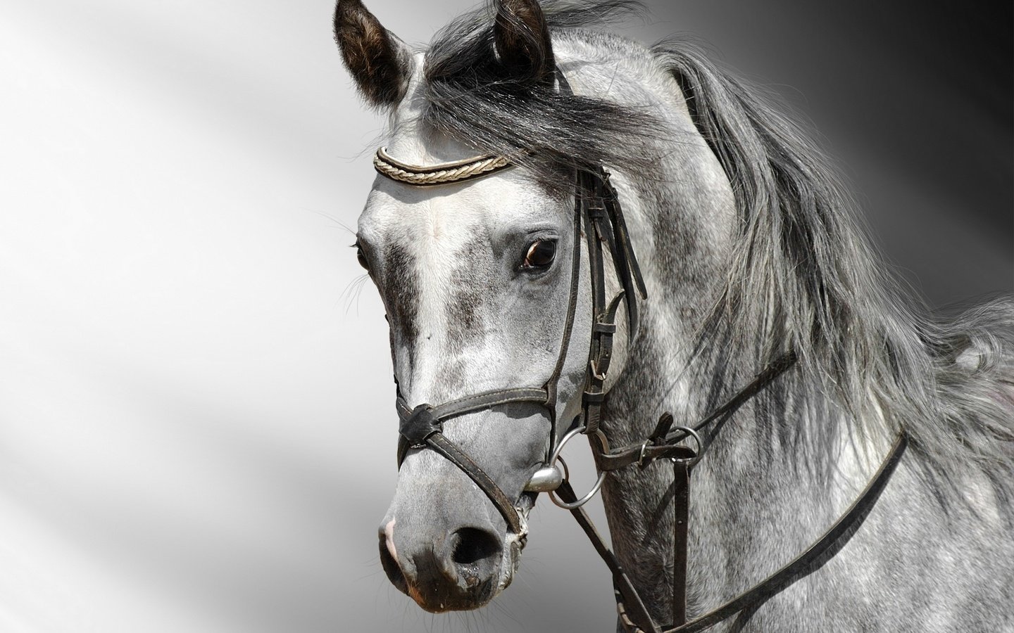 Обои глаза, лошадь, конь, голова, башка, взор, eyes, horse, head разрешение 3000x2421 Загрузить