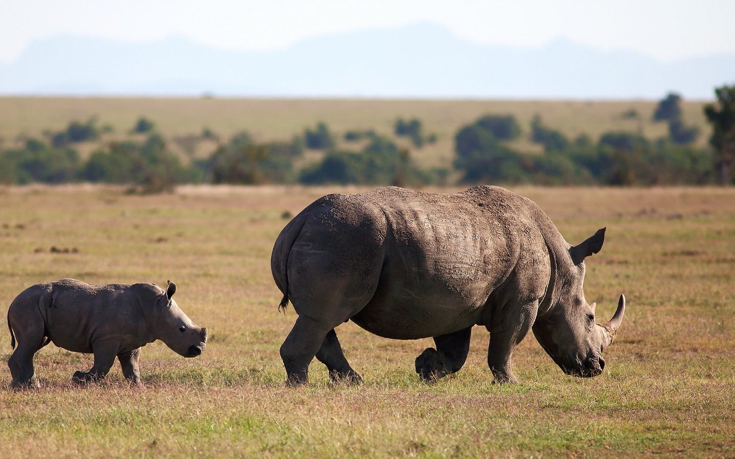 Обои животное, follow me, square-lipped rhinoceros, white rhinoceros, носороги, белый носорог, animal, rhinos, white rhino разрешение 1920x1080 Загрузить