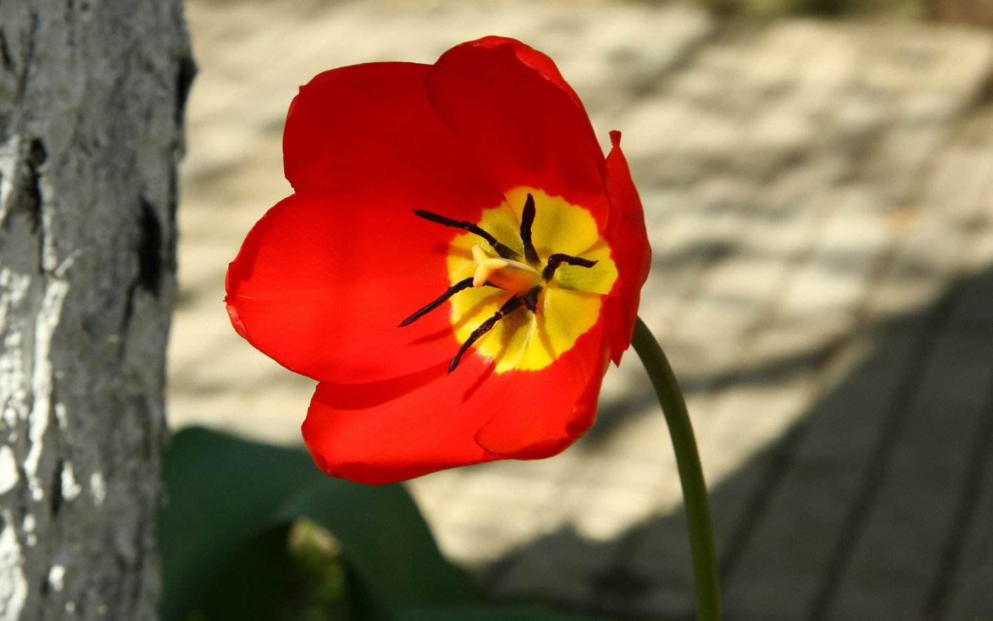 Обои цветок, лепестки, красный, тычинки, тюльпан, пестики, алый, flower, petals, red, stamens, tulip, pistils, al разрешение 1920x1080 Загрузить