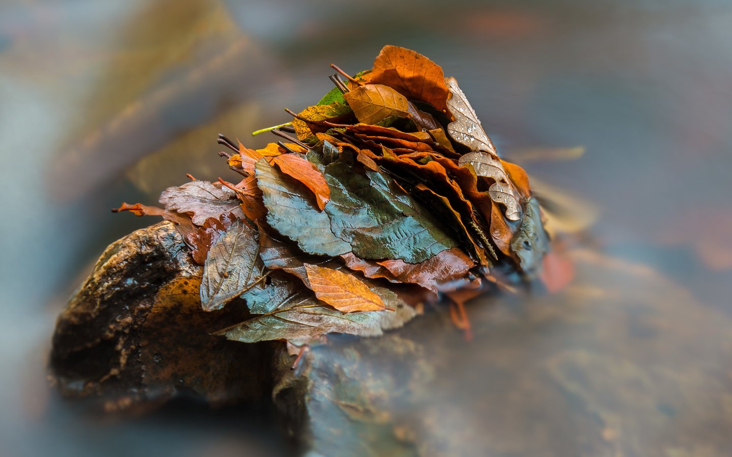 Обои вода, природа, листья, осень, water, nature, leaves, autumn разрешение 2797x1985 Загрузить