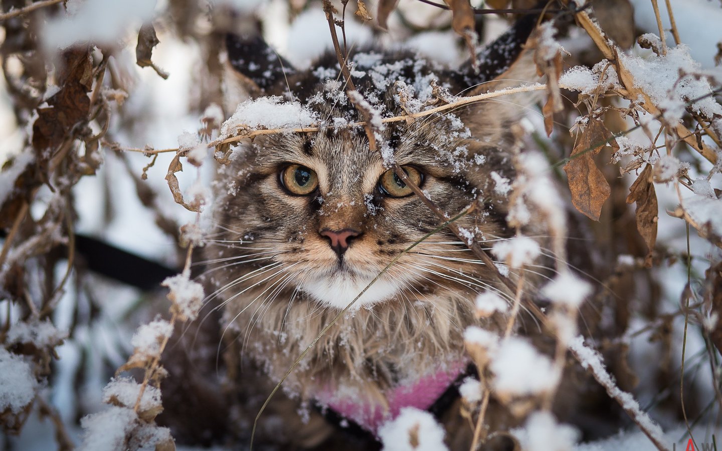 Обои снег, зима, кот, кошка, взгляд, мейн-кун, snow, winter, cat, look, maine coon разрешение 2000x1333 Загрузить