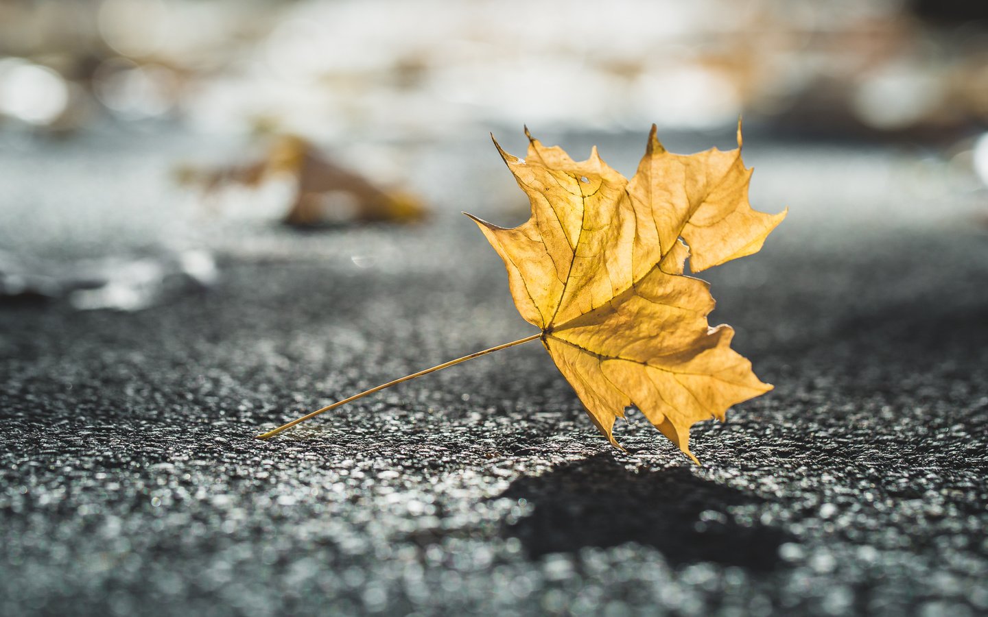 Обои природа, макро, осень, лист, размытость, тень, nature, macro, autumn, sheet, blur, shadow разрешение 4166x2777 Загрузить