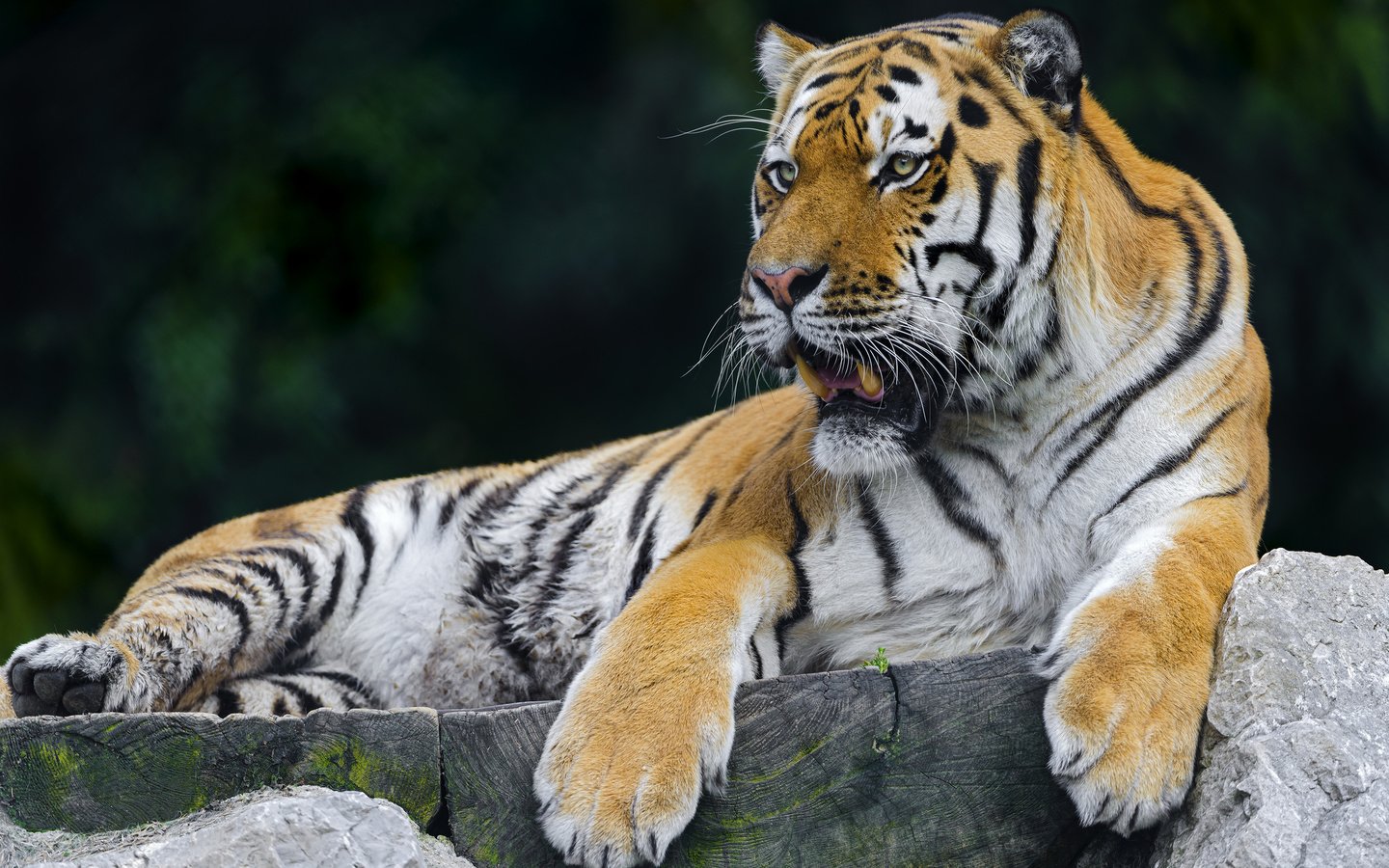 Обои тигр, хищник, отдых, tiger, predator, stay разрешение 2560x1600 Загрузить