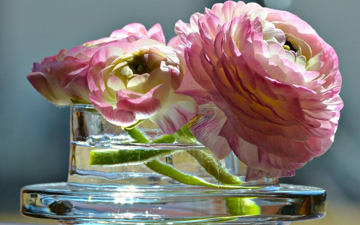 Обои цветы, ваза, лютик, азиатский, flowers, vase, buttercup, asian разрешение 1920x1200 Загрузить