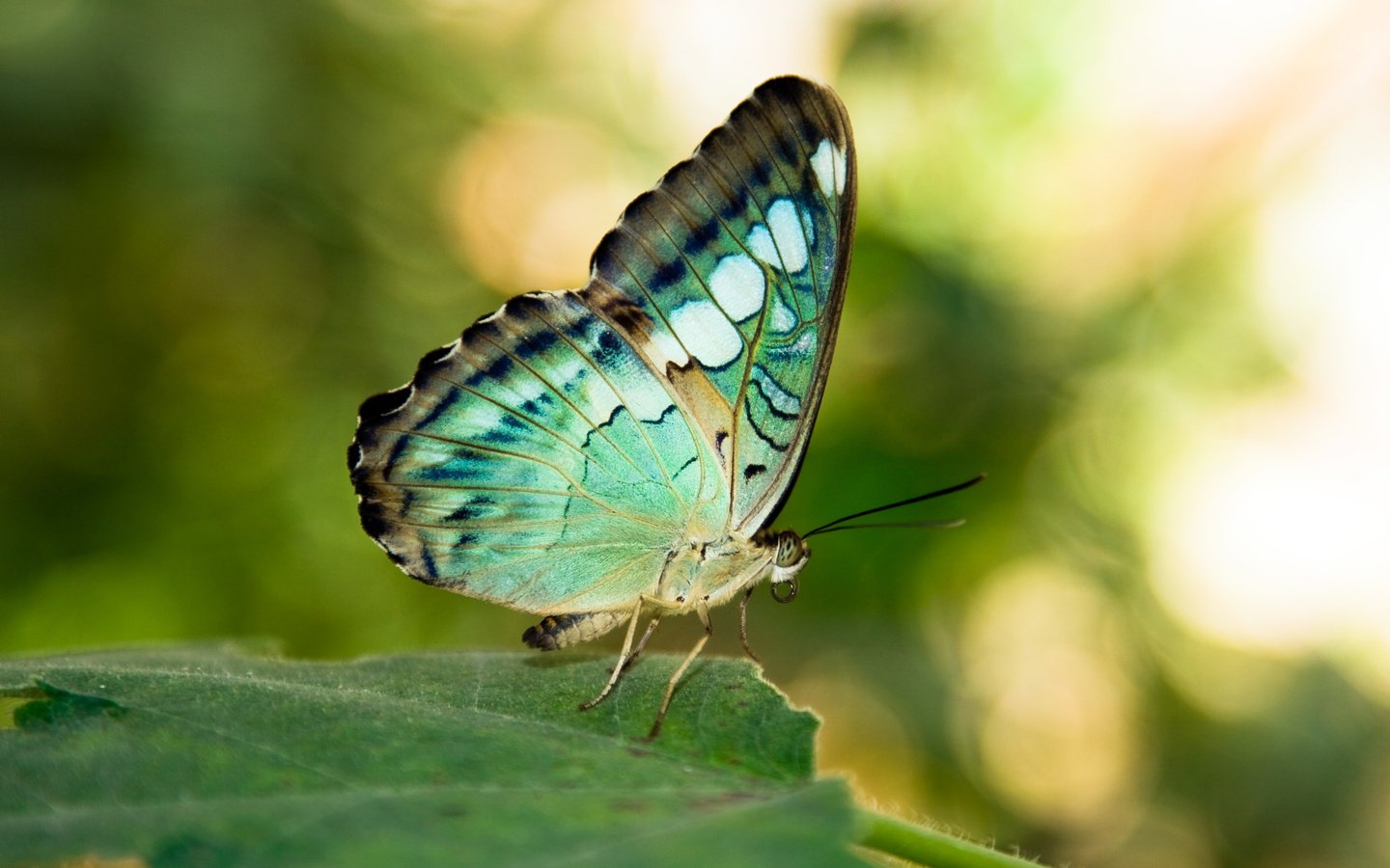 Обои листья, насекомое, бабочка, крылья, leaves, insect, butterfly, wings разрешение 2560x1707 Загрузить