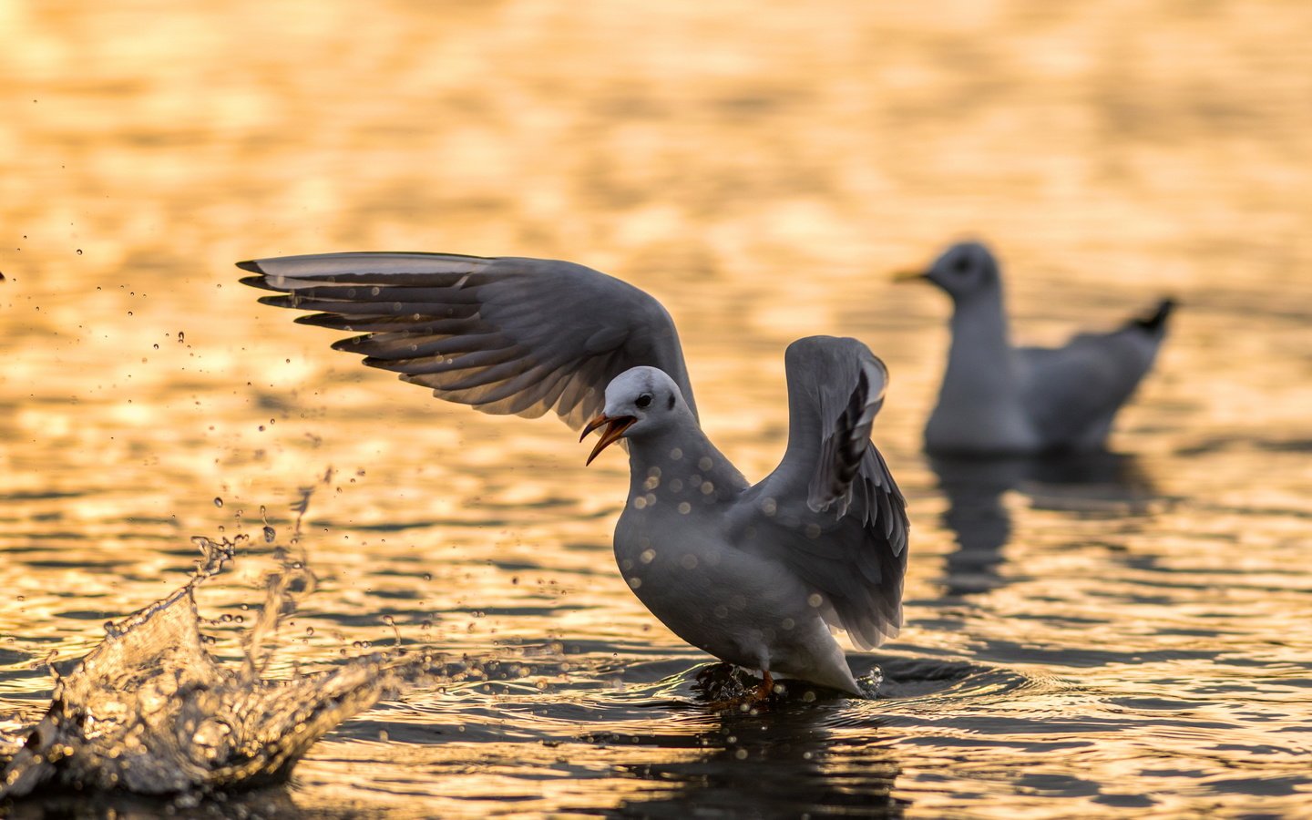 Обои вода, angry bird, природа, крылья, чайка, птицы, клюв, перья, чайки, water, nature, wings, seagull, birds, beak, feathers, seagulls разрешение 2560x1600 Загрузить