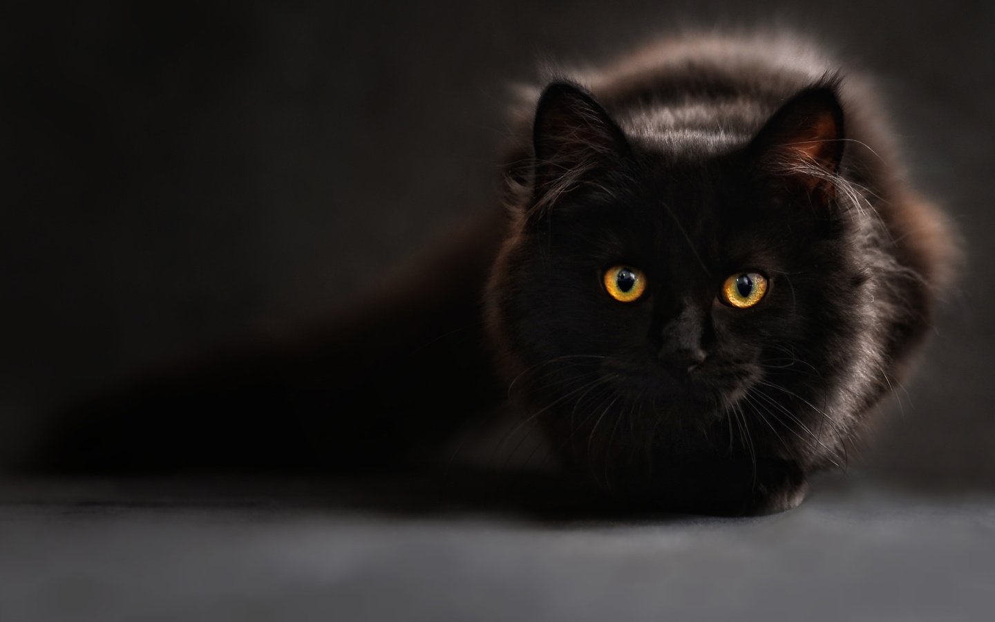 Обои глаза, фон, кот, взгляд, черный, блака, eyes, background, cat, look, black разрешение 2560x1440 Загрузить