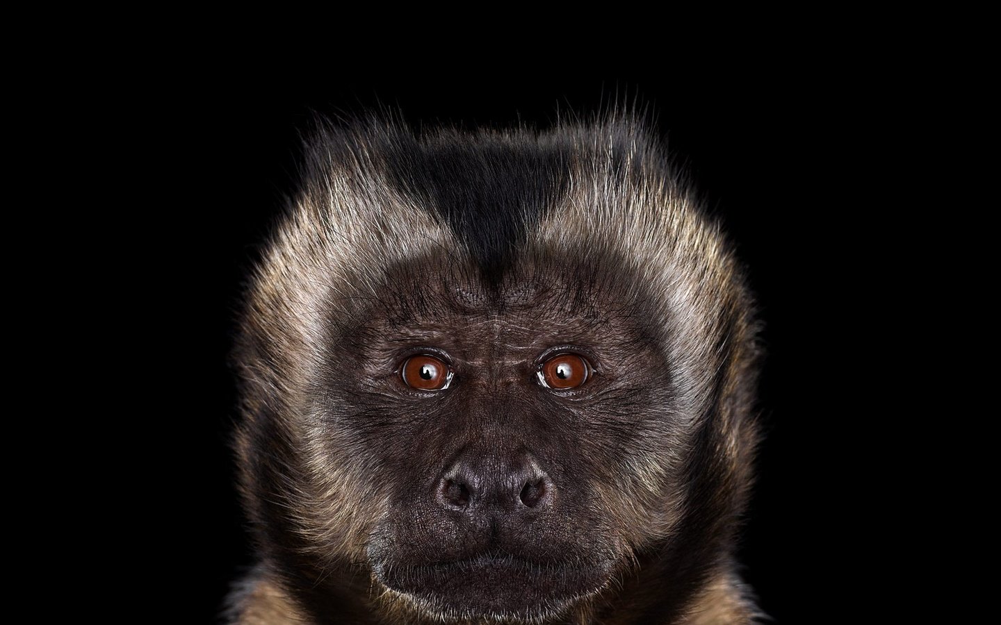 Обои фон, взгляд, черный фон, обезьяна, примат, capuchin monkey, капуцин, background, look, black background, monkey, the primacy of разрешение 1920x1288 Загрузить