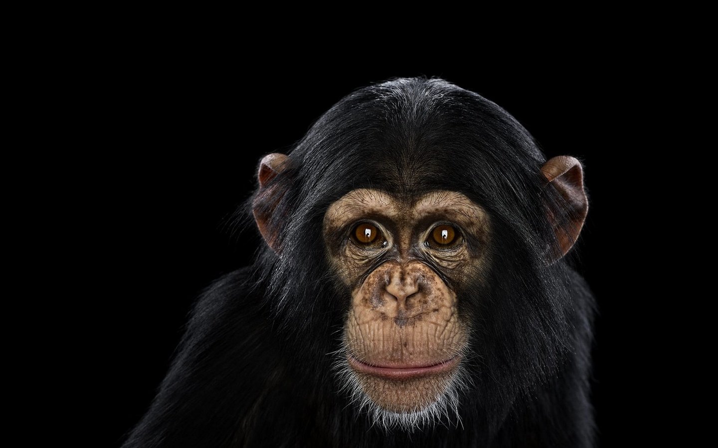 Обои фон, взгляд, обезьяна, шимпанзе, chimpanzee, background, look, monkey, chimpanzees разрешение 1920x1288 Загрузить