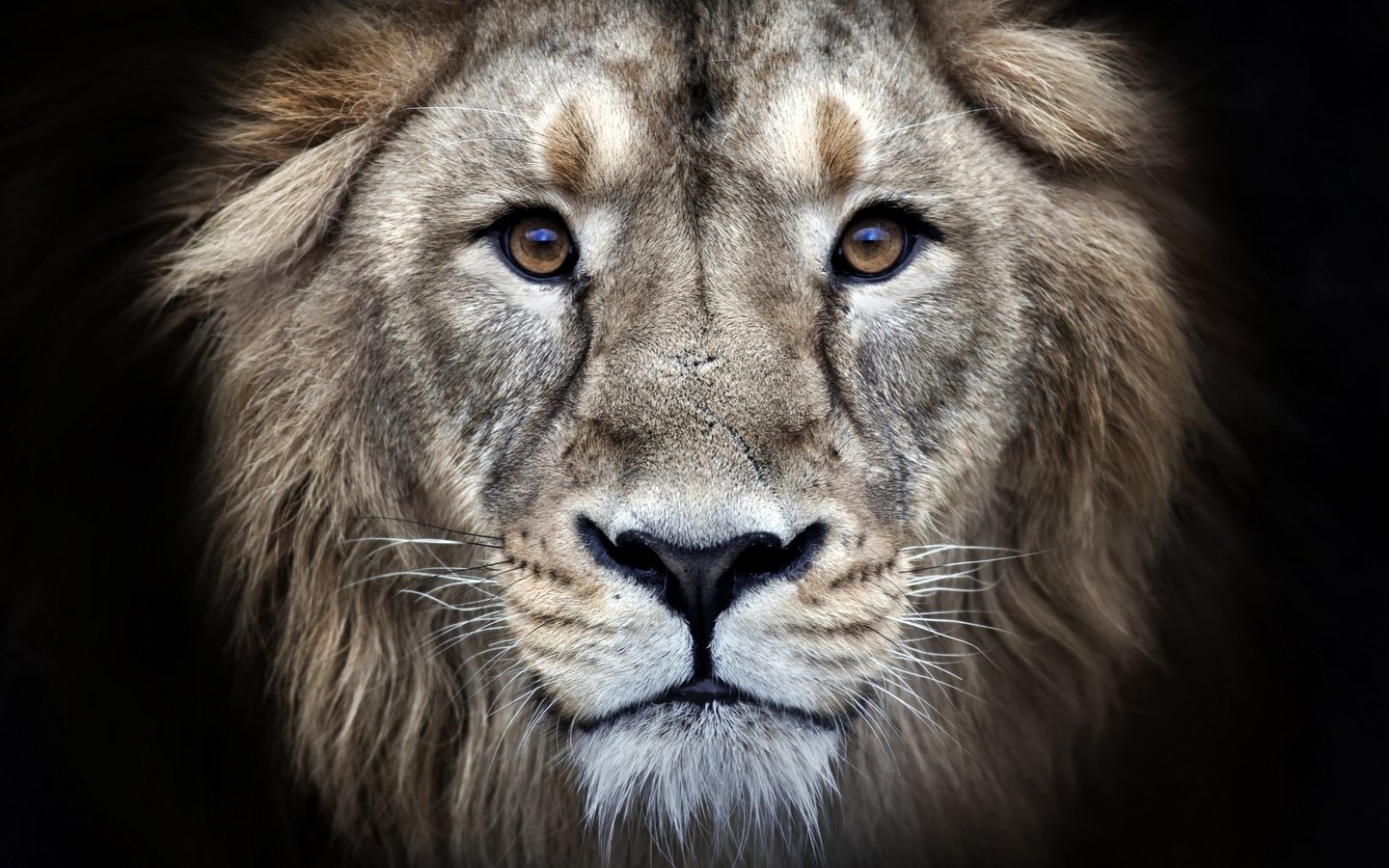 Обои глаза, морда, хищник, черный фон, лев, мех, леон, взор, eyes, face, predator, black background, leo, fur, leon разрешение 2880x1920 Загрузить