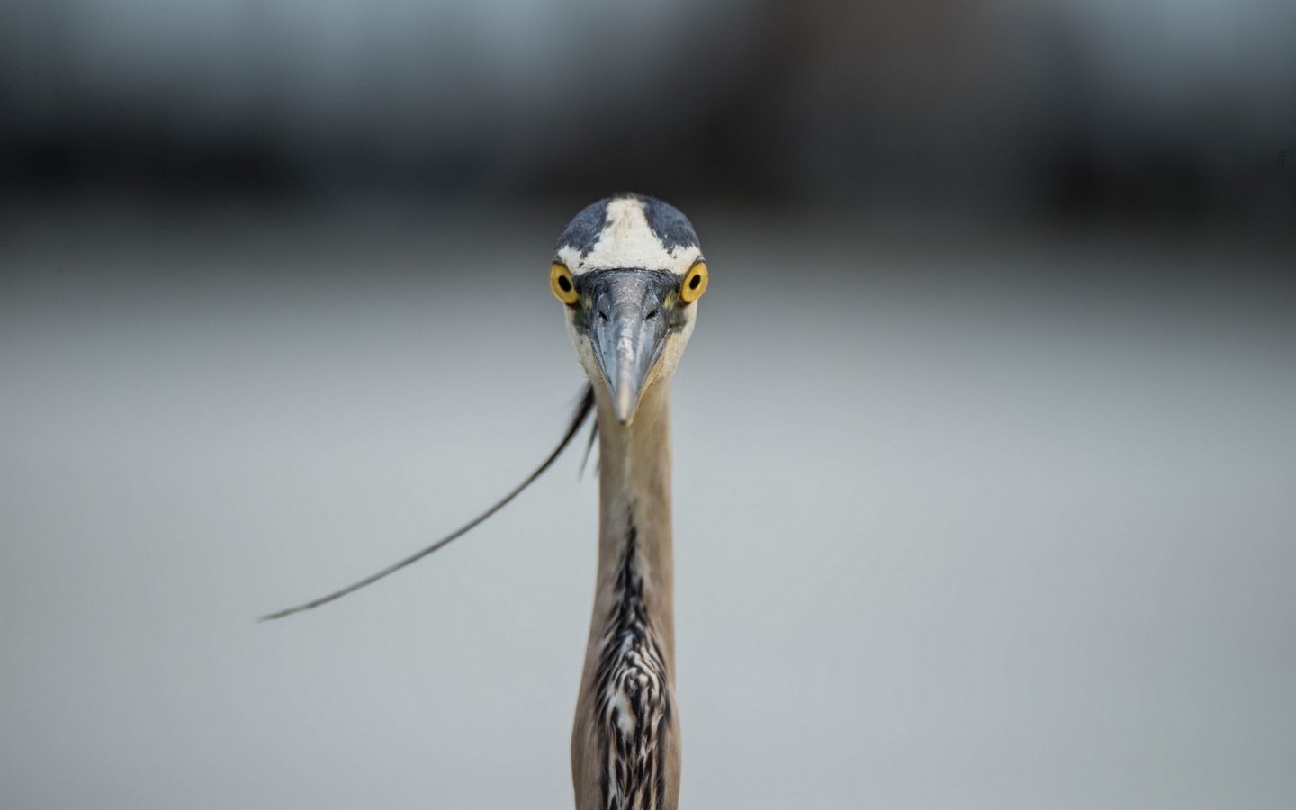 Обои природа, птица, голубая, большая, цапля, great blue heron, nature, bird, blue, large, heron разрешение 1920x1200 Загрузить