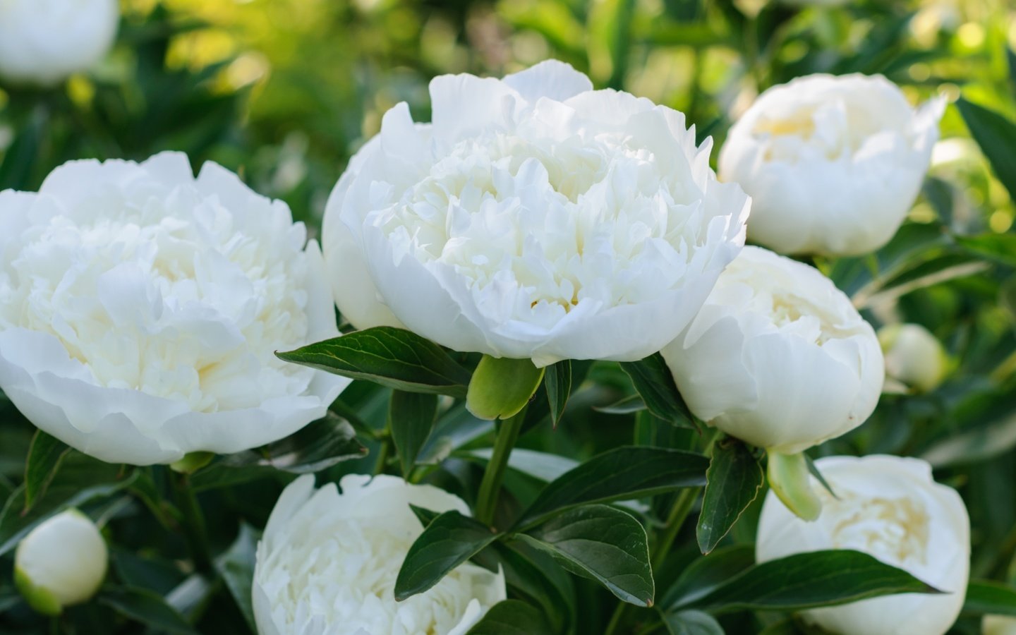 Обои макро, белый, пионы, macro, white, peonies разрешение 3000x1964 Загрузить