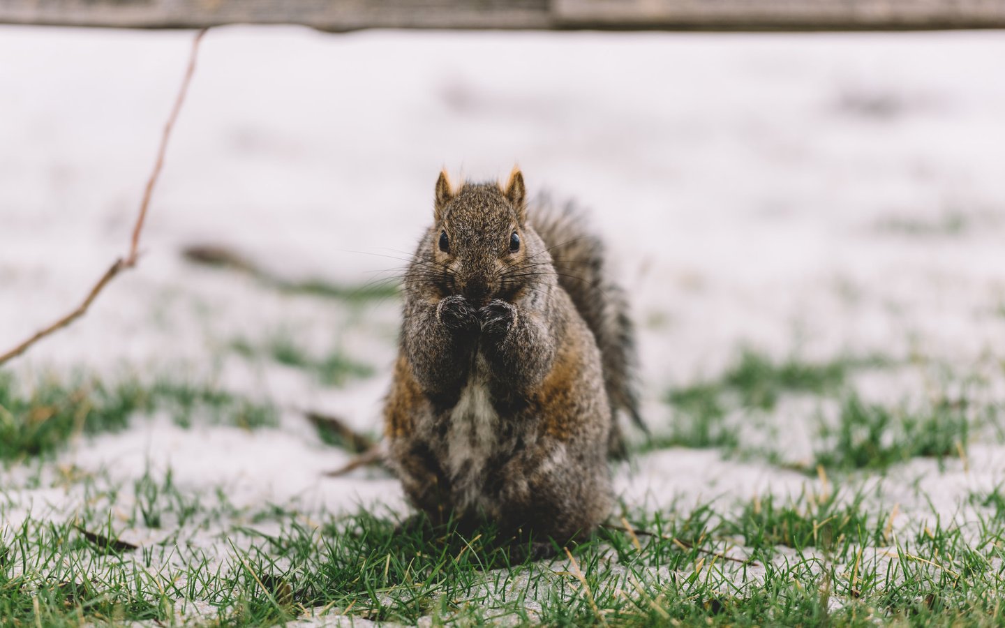 Обои снег, животное, белка, snow, animal, protein разрешение 2048x1319 Загрузить