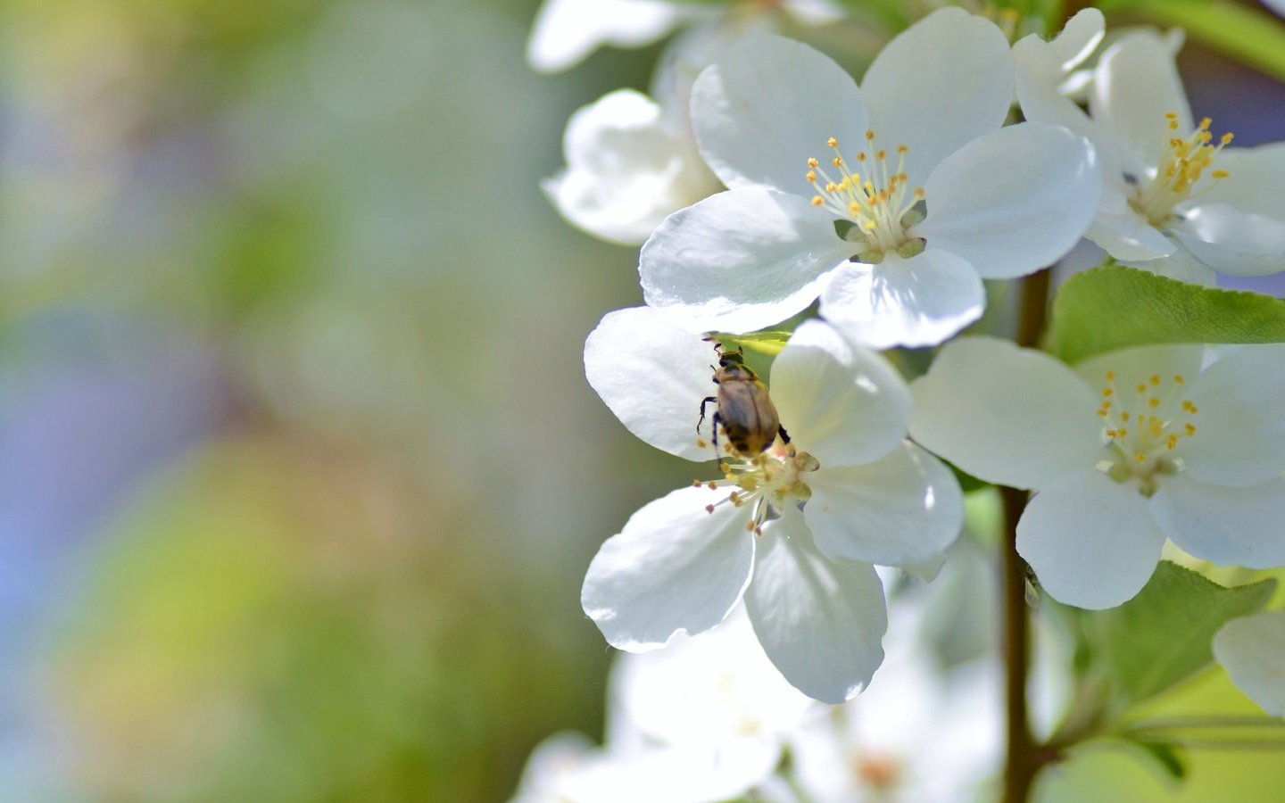 Обои ветка, цветение, жук, макро, весна, branch, flowering, beetle, macro, spring разрешение 2048x1356 Загрузить