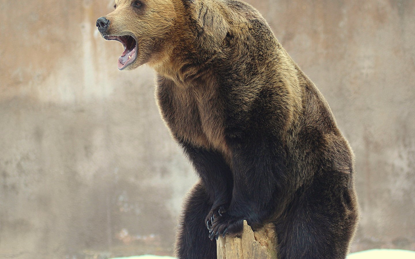 Обои медведь, зверь, бревно, высоко сижу, далеко гляжу, bear, beast, log, sitting high, look away разрешение 3600x2832 Загрузить