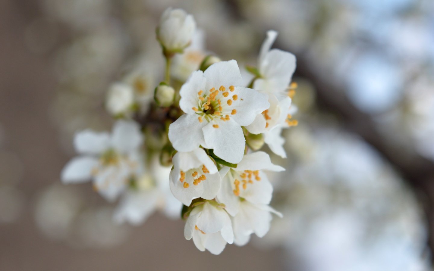 Обои природа, цветение, макро, весна, боке, nature, flowering, macro, spring, bokeh разрешение 6016x4000 Загрузить