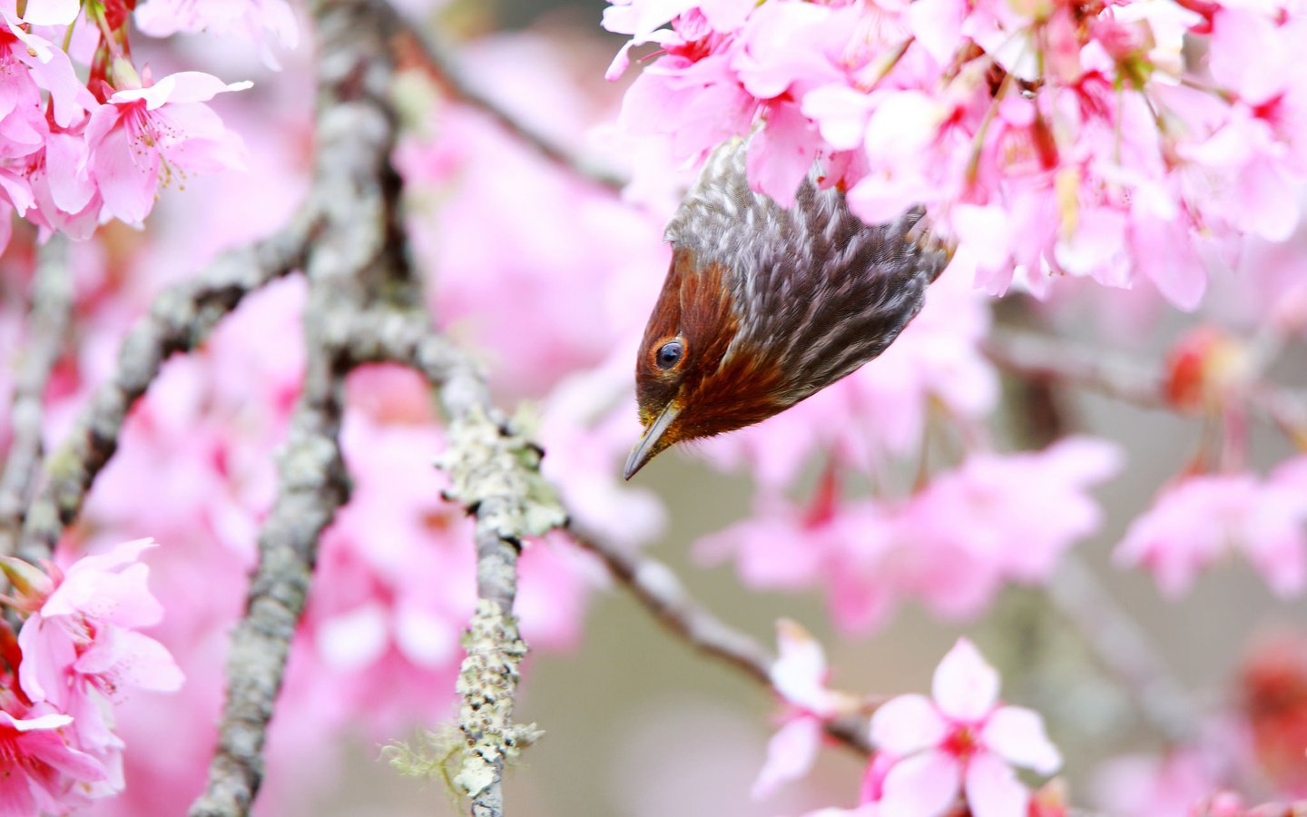 Обои дерево, цветение, птица, весна, tree, flowering, bird, spring разрешение 2048x1365 Загрузить