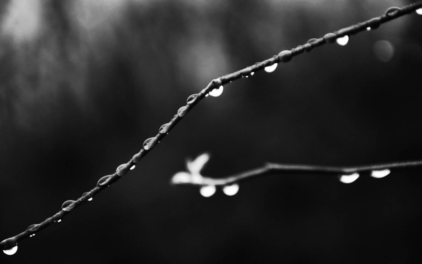 Обои ветки, капли, чёрно-белое, branches, drops, black and white разрешение 2880x1920 Загрузить