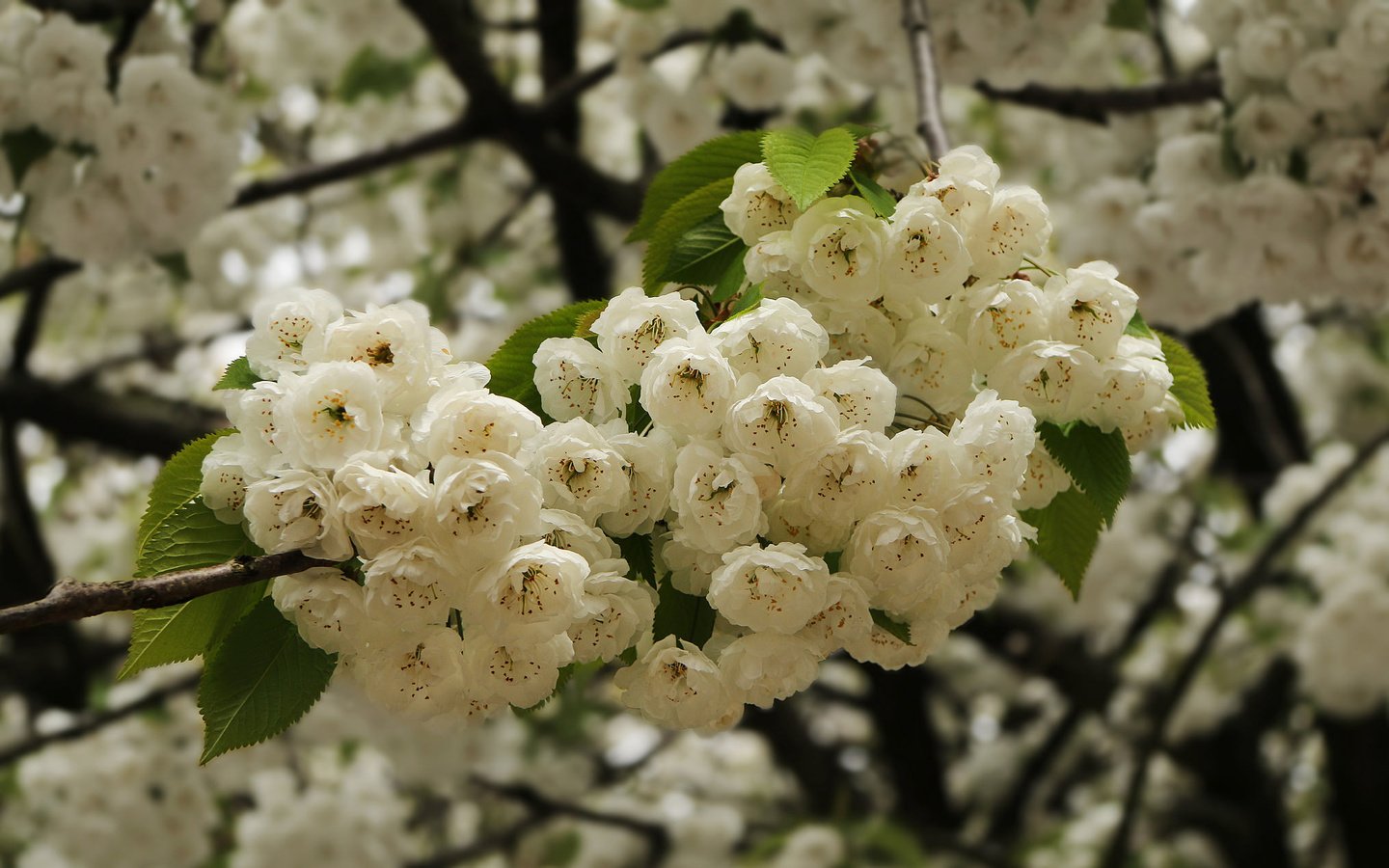 Обои ветка, цветение, весна, вишня, цветки, branch, flowering, spring, cherry, flowers разрешение 2048x1271 Загрузить