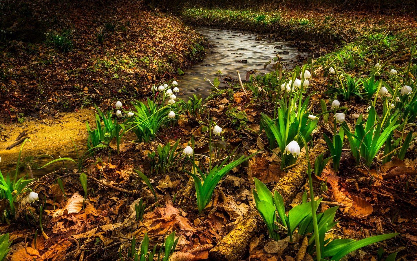 Обои цветы, листья, ручей, ландыши, весна, flowers, leaves, stream, lilies of the valley, spring разрешение 2880x1772 Загрузить