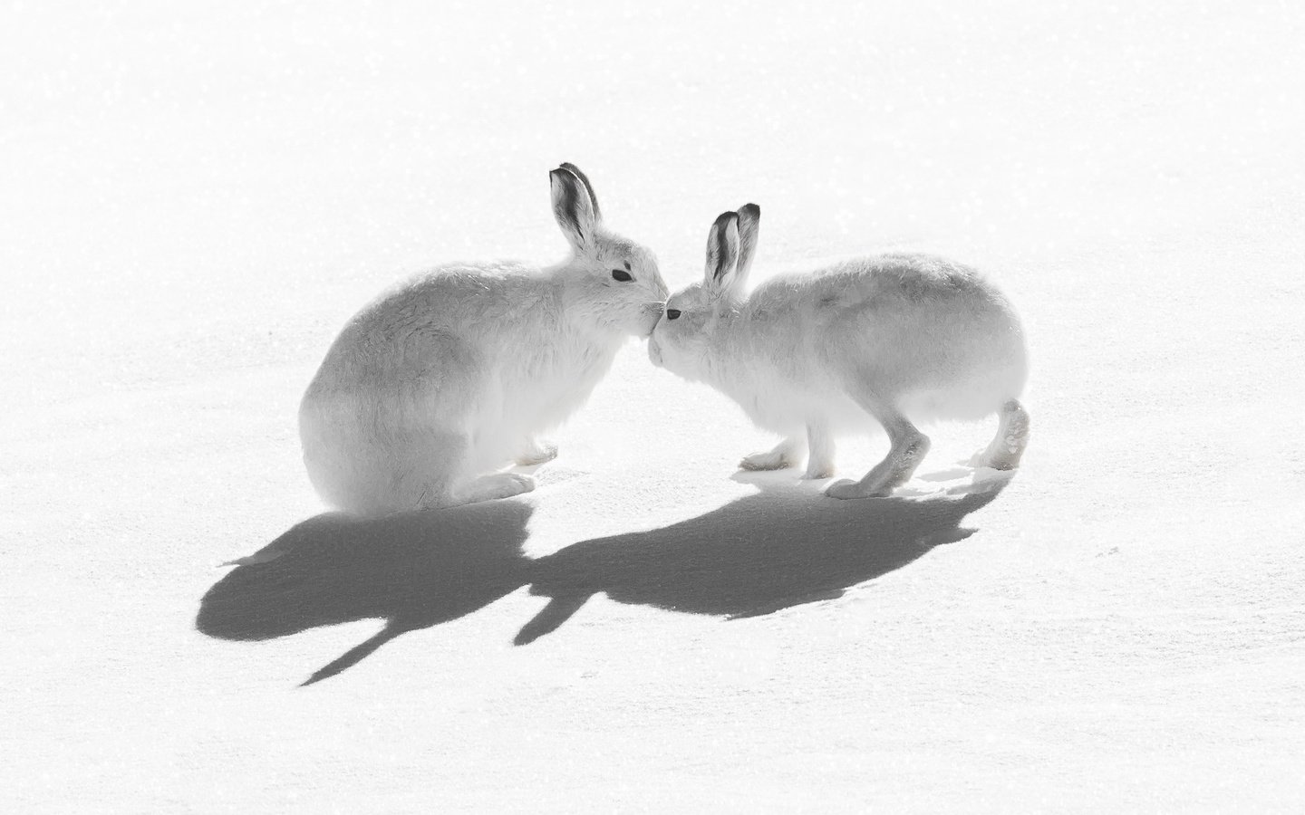 Обои снег, природа, зайцы, воздушны поцелуй, горный заяц, snow, nature, rabbits, kiss, mountain hare разрешение 2047x1321 Загрузить