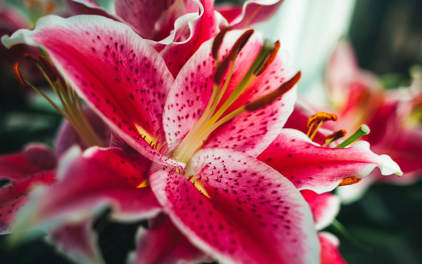 Обои макро, фон, цвет, лилия, тигровая лилия, macro, background, color, lily, tiger lily разрешение 2400x1600 Загрузить