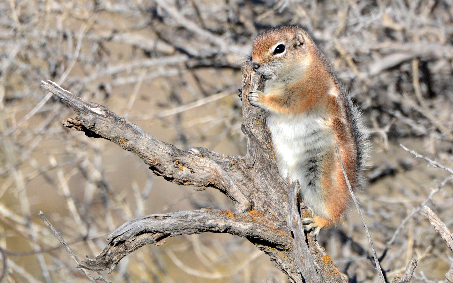 Обои коряга, суслик, белохвостый суслик, snag, gopher, white-tailed prairie dog разрешение 2880x1920 Загрузить