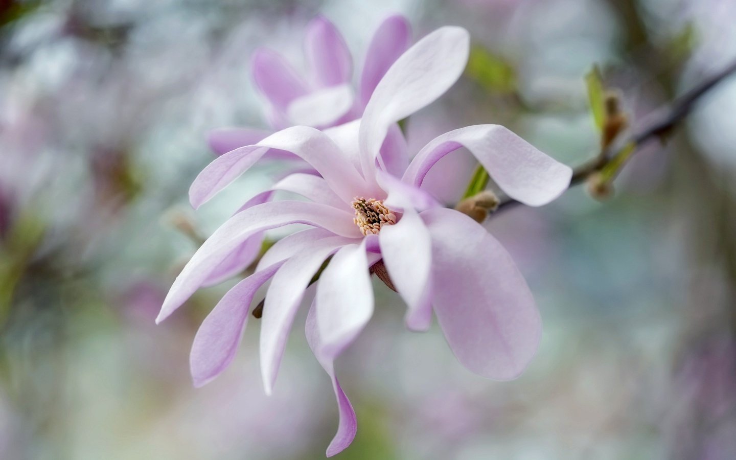 Обои цветы, лепестки, весна, розовый, нежность, боке, магнолия, flowers, petals, spring, pink, tenderness, bokeh, magnolia разрешение 2048x1365 Загрузить