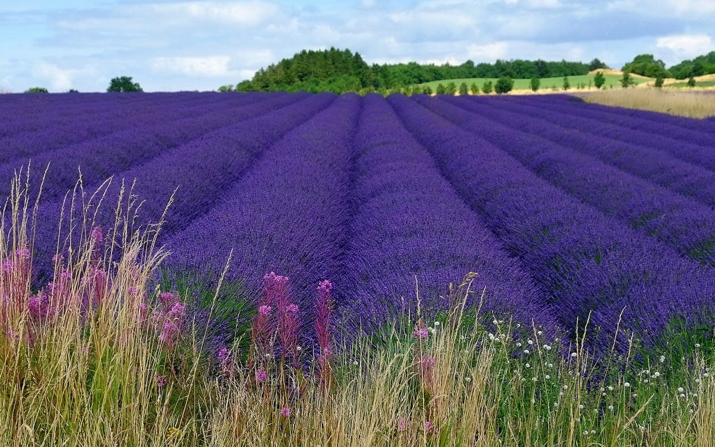 Обои цветы, пейзаж, поле, лаванда, фиолетовые, flowers, landscape, field, lavender, purple разрешение 2560x1600 Загрузить