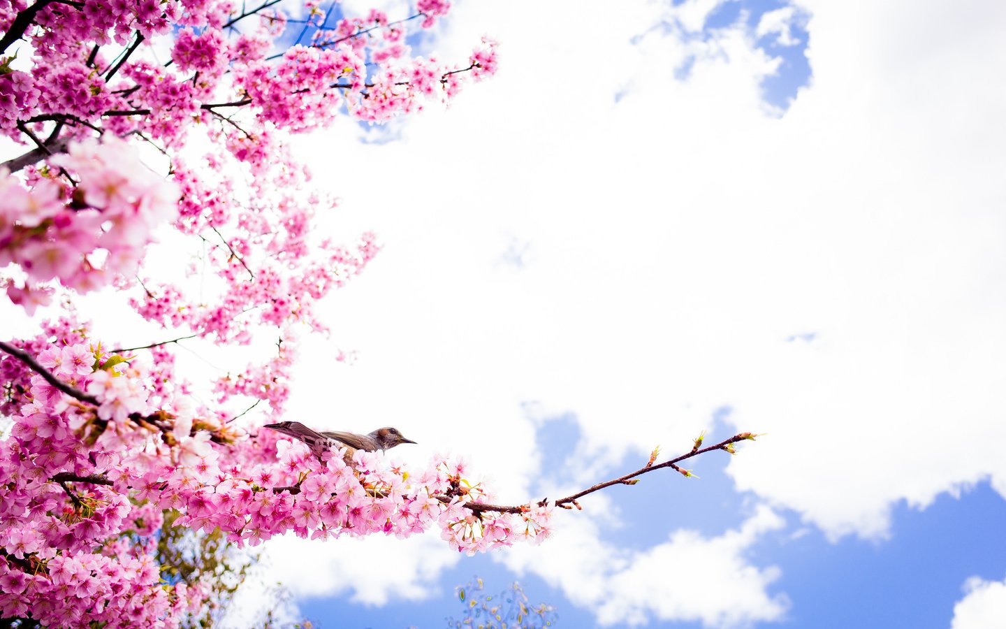 Обои небо, облака, цветение, ветки, лепестки, птица, весна, сакура, the sky, clouds, flowering, branches, petals, bird, spring, sakura разрешение 2048x1357 Загрузить