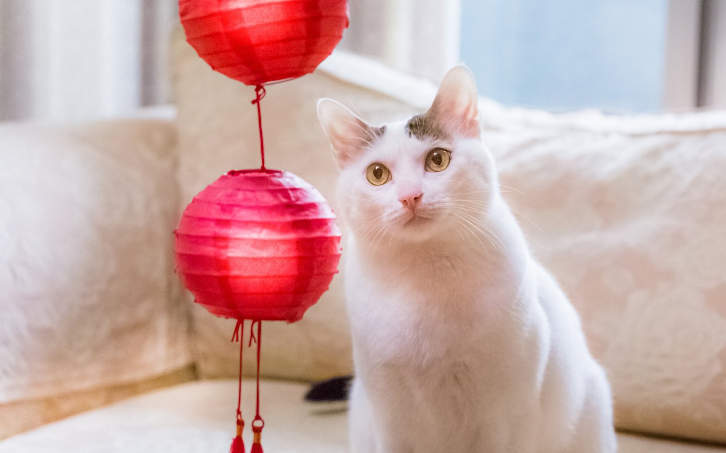 Обои кот, мордочка, кошка, взгляд, фонарики, cat, muzzle, look, lanterns разрешение 2048x1365 Загрузить