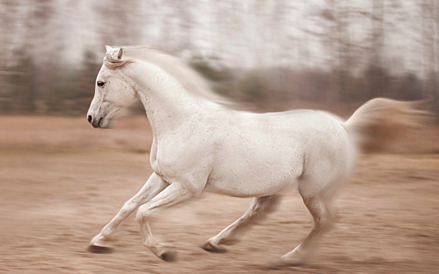 Обои лошадь, природа, конь, бег, horse, nature, running разрешение 2460x1553 Загрузить