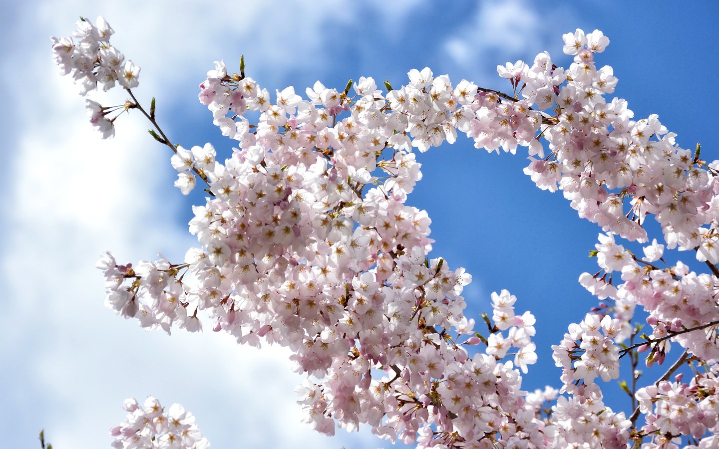 Обои небо, облака, цветение, ветки, весна, вишня, сакура, the sky, clouds, flowering, branches, spring, cherry, sakura разрешение 2400x1600 Загрузить