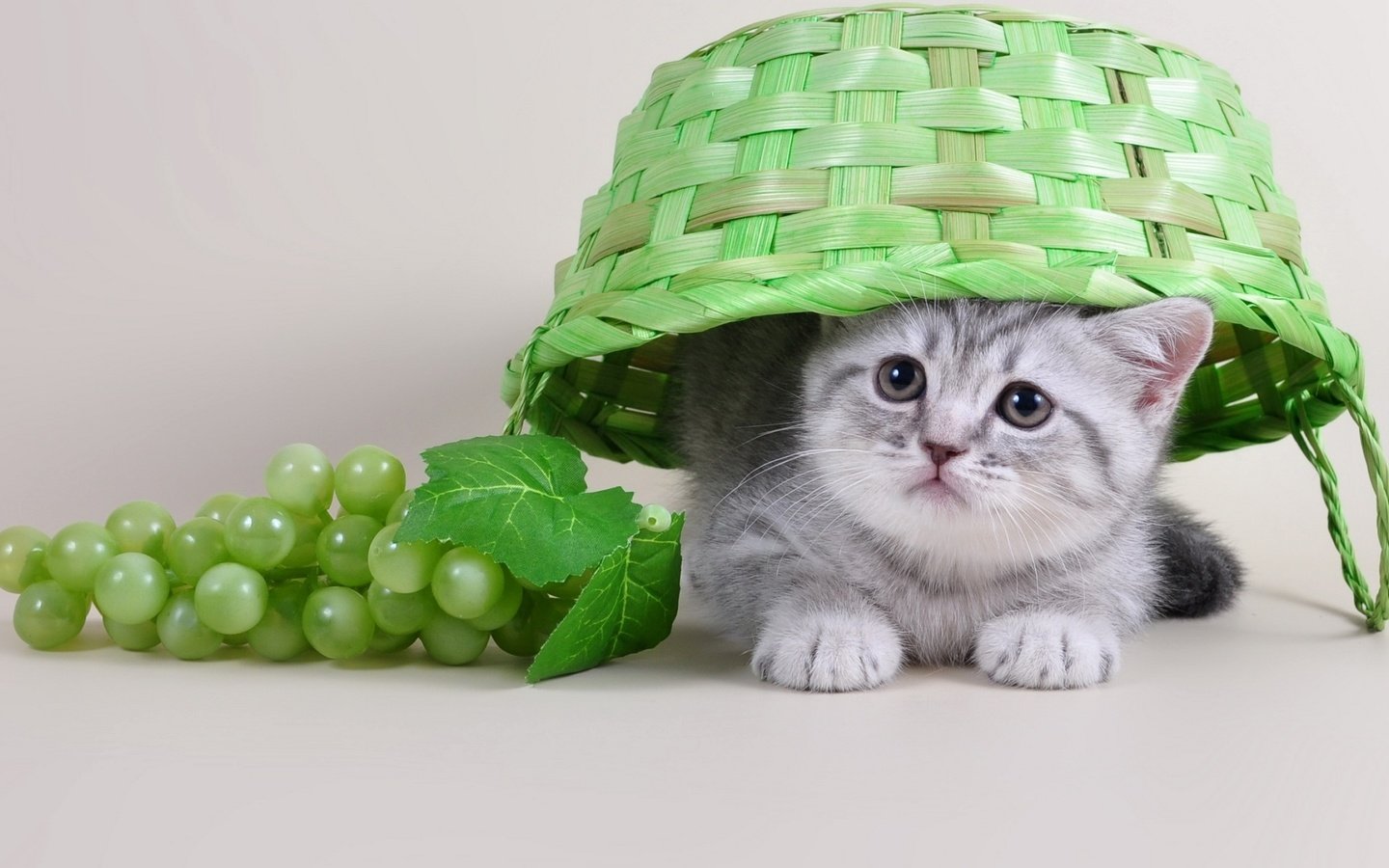 Обои виноград, кот, мордочка, кошка, взгляд, котенок, корзина, лапки, милый, cute, grapes, cat, muzzle, look, kitty, basket, legs разрешение 2000x1209 Загрузить