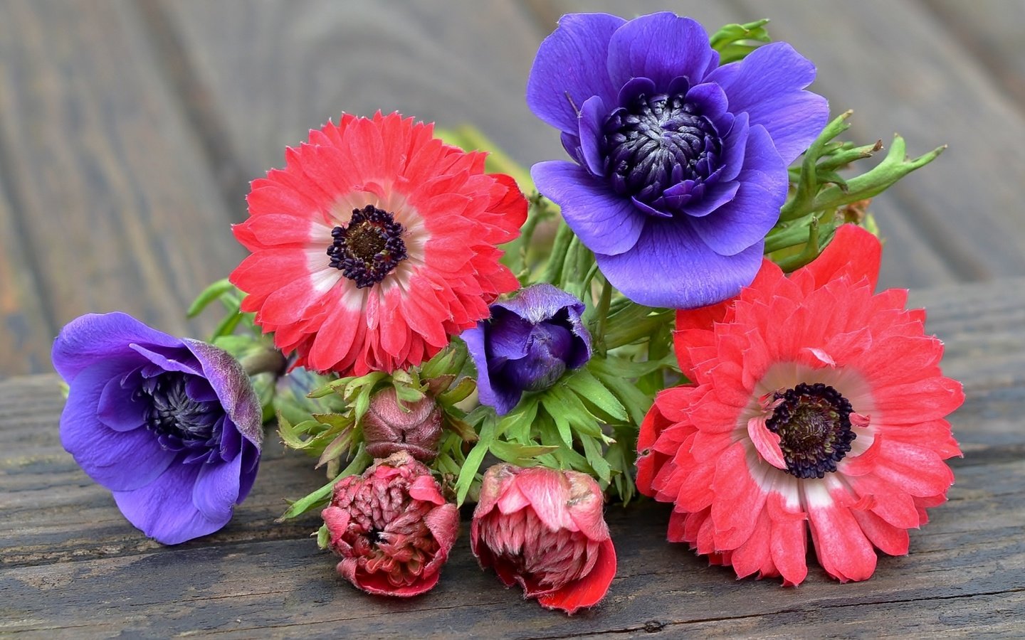 Обои фиолетовый, розовый, анемоны, purple, pink, anemones разрешение 1920x1215 Загрузить