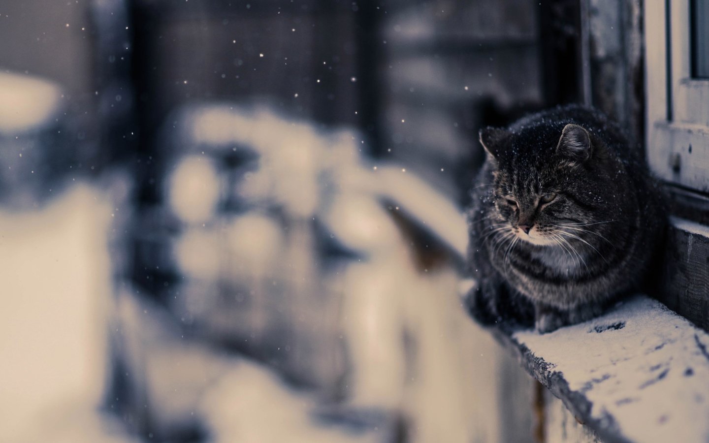 Обои снег, зима, кот, кошка, улица, snow, winter, cat, street разрешение 2560x1513 Загрузить