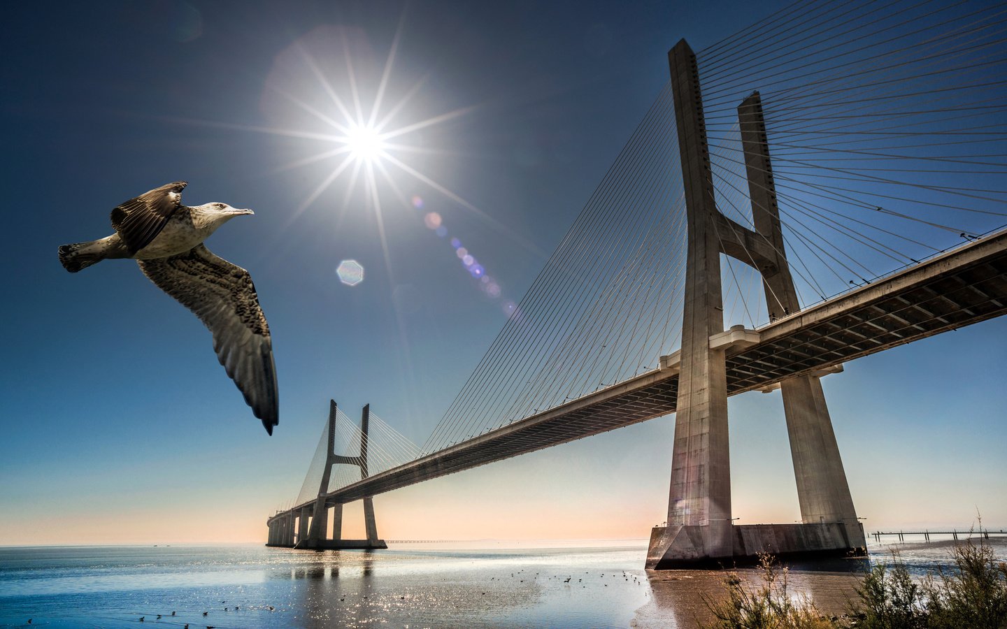 Обои мост, чайка, птица, португалия, лиссабон, bridge, seagull, bird, portugal, lisbon разрешение 2048x1272 Загрузить