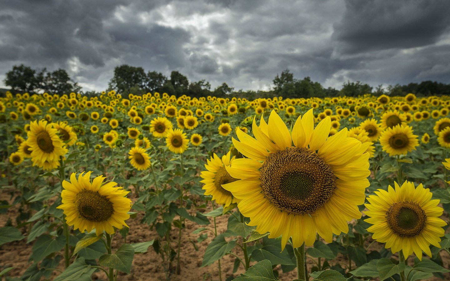 Обои цветы, природа, лето, подсолнухи, желтые лепестки, flowers, nature, summer, sunflowers, yellow petals разрешение 1920x1275 Загрузить