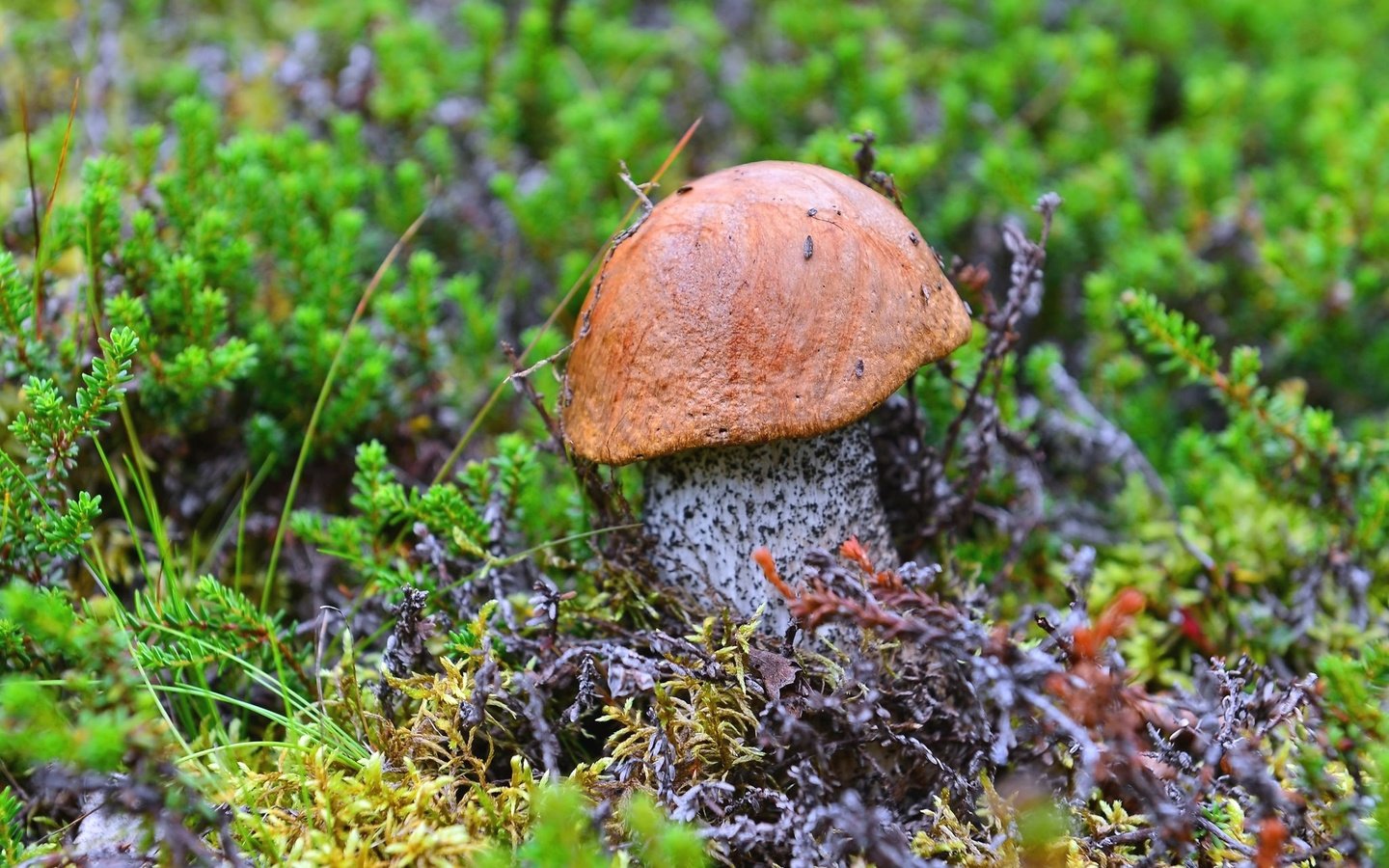 Обои гриб, мох, подосиновик, mushroom, moss, boletus разрешение 2048x1367 Загрузить