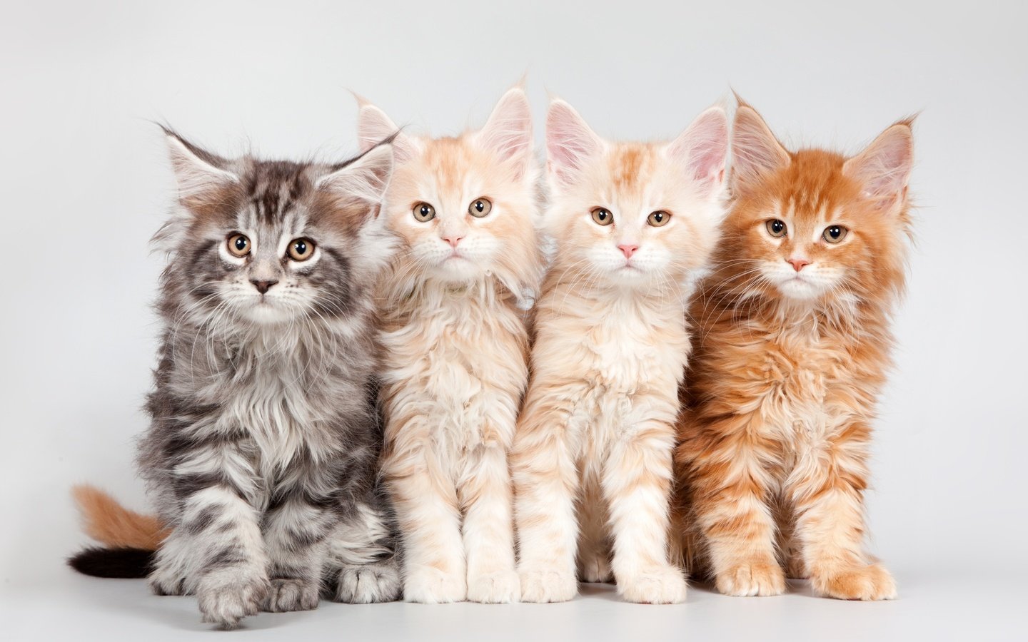 Обои котята, квартет, мейн-кун, kittens, quartet, maine coon разрешение 3000x1852 Загрузить