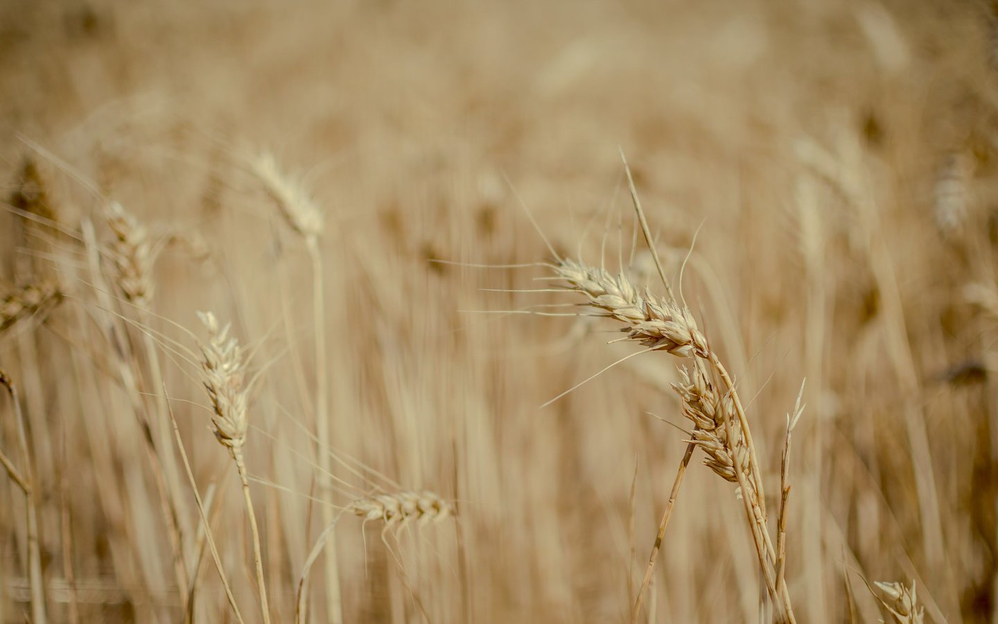 Обои природа, поле, пшеница, колоски, много, nature, field, wheat, spikelets, a lot разрешение 2048x1357 Загрузить