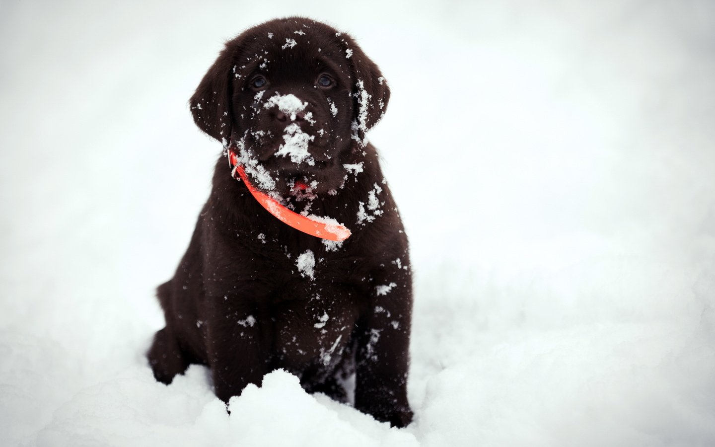 Обои снег, взгляд, собака, друг, snow, look, dog, each разрешение 2560x1709 Загрузить