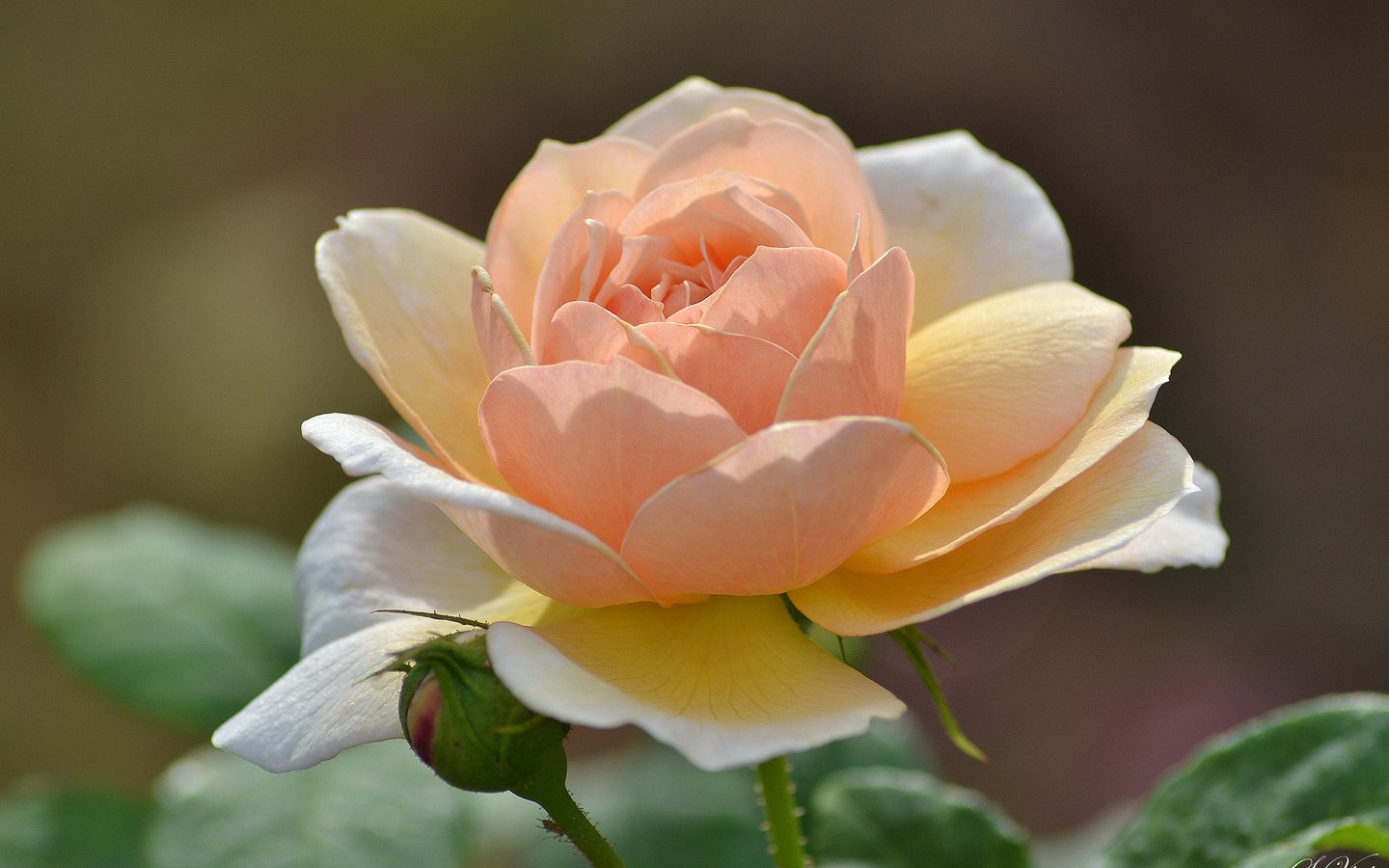 Обои макро, цветок, роза, лепестки, персиковый, macro, flower, rose, petals, peach разрешение 2048x1365 Загрузить