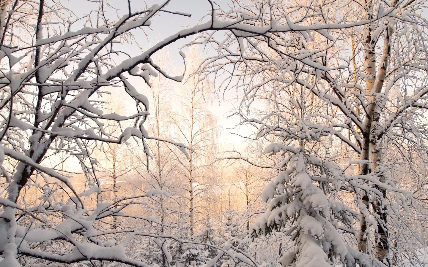 Обои деревья, снег, зима, березы, ель, trees, snow, winter, birch, spruce разрешение 2900x1880 Загрузить
