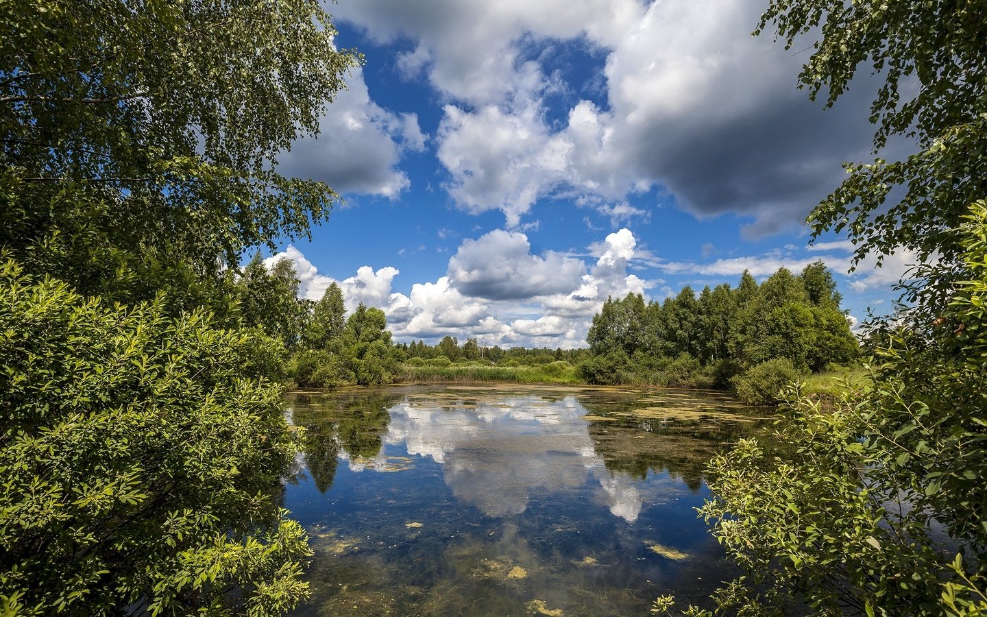 Обои небо, облака, деревья, лето, the sky, clouds, trees, summer разрешение 2000x1333 Загрузить