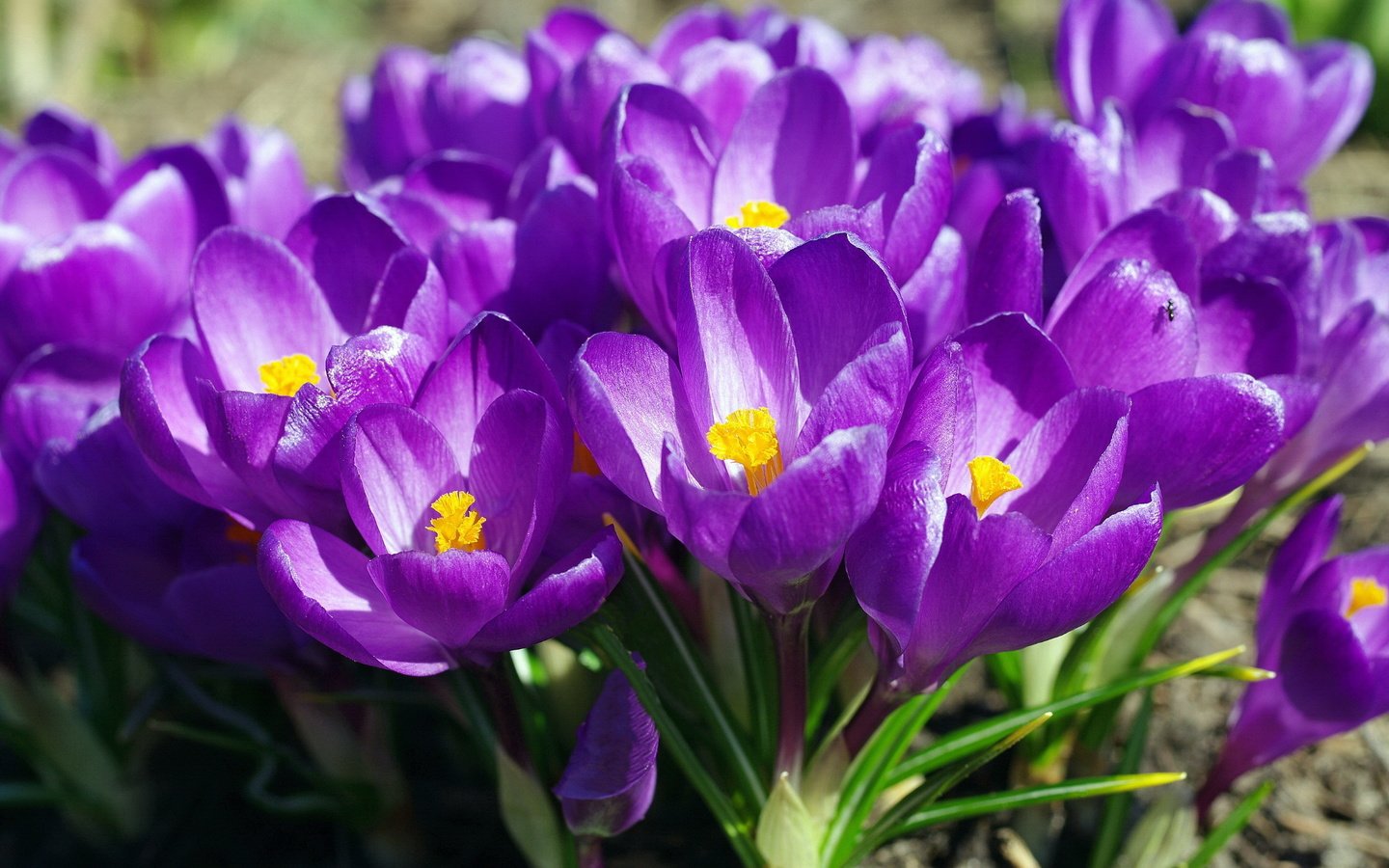 Обои весна, фиолетовые, крокусы, spring, purple, crocuses разрешение 2232x1484 Загрузить