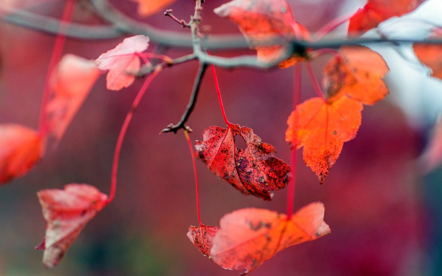 Обои листья, осень, красные, листочки, leaves, autumn, red разрешение 6016x4016 Загрузить