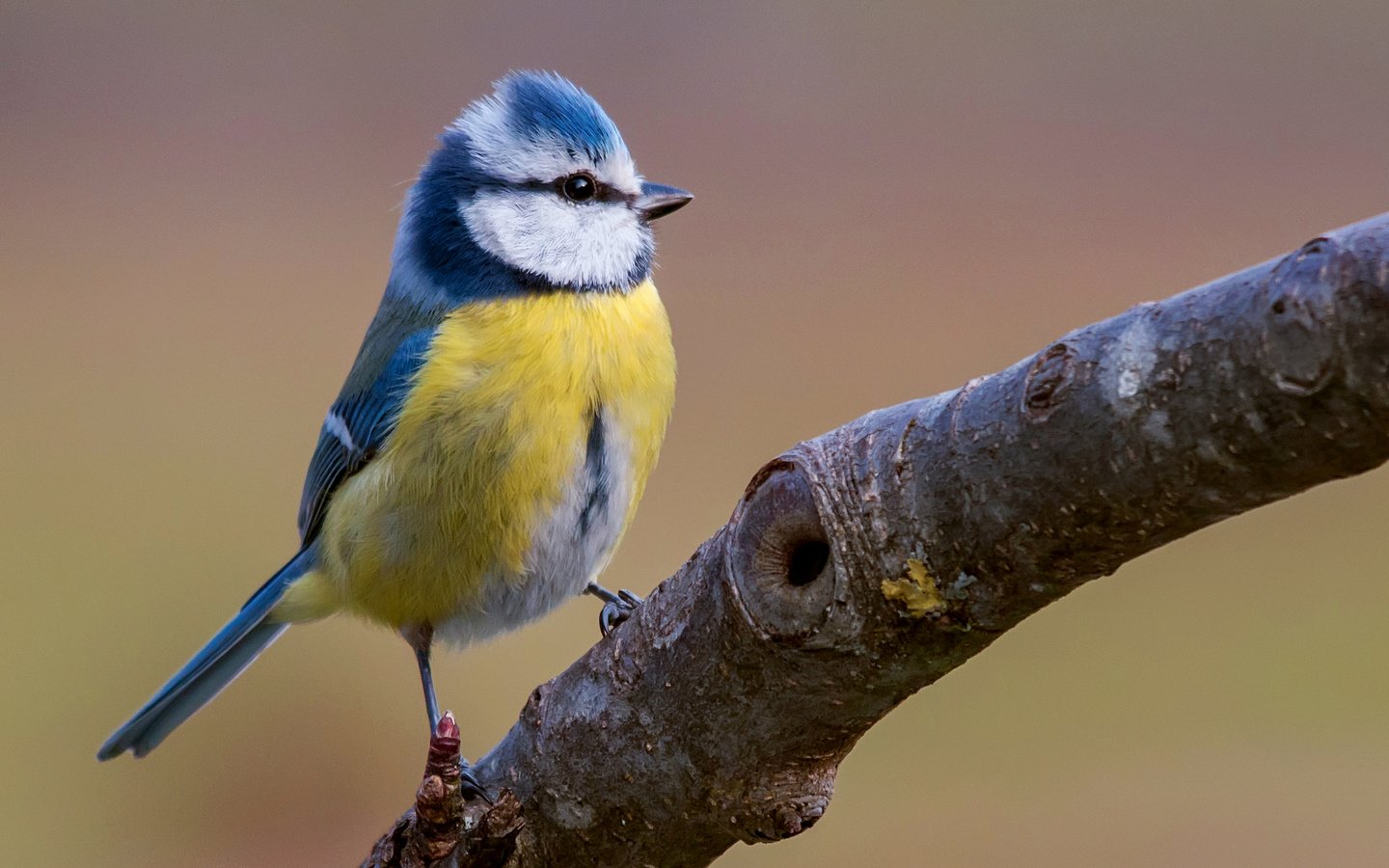 Обои ветка, птица, синица, яркая, лазоревка, клювик, branch, bird, tit, bright, blue tit, beak разрешение 2043x1293 Загрузить