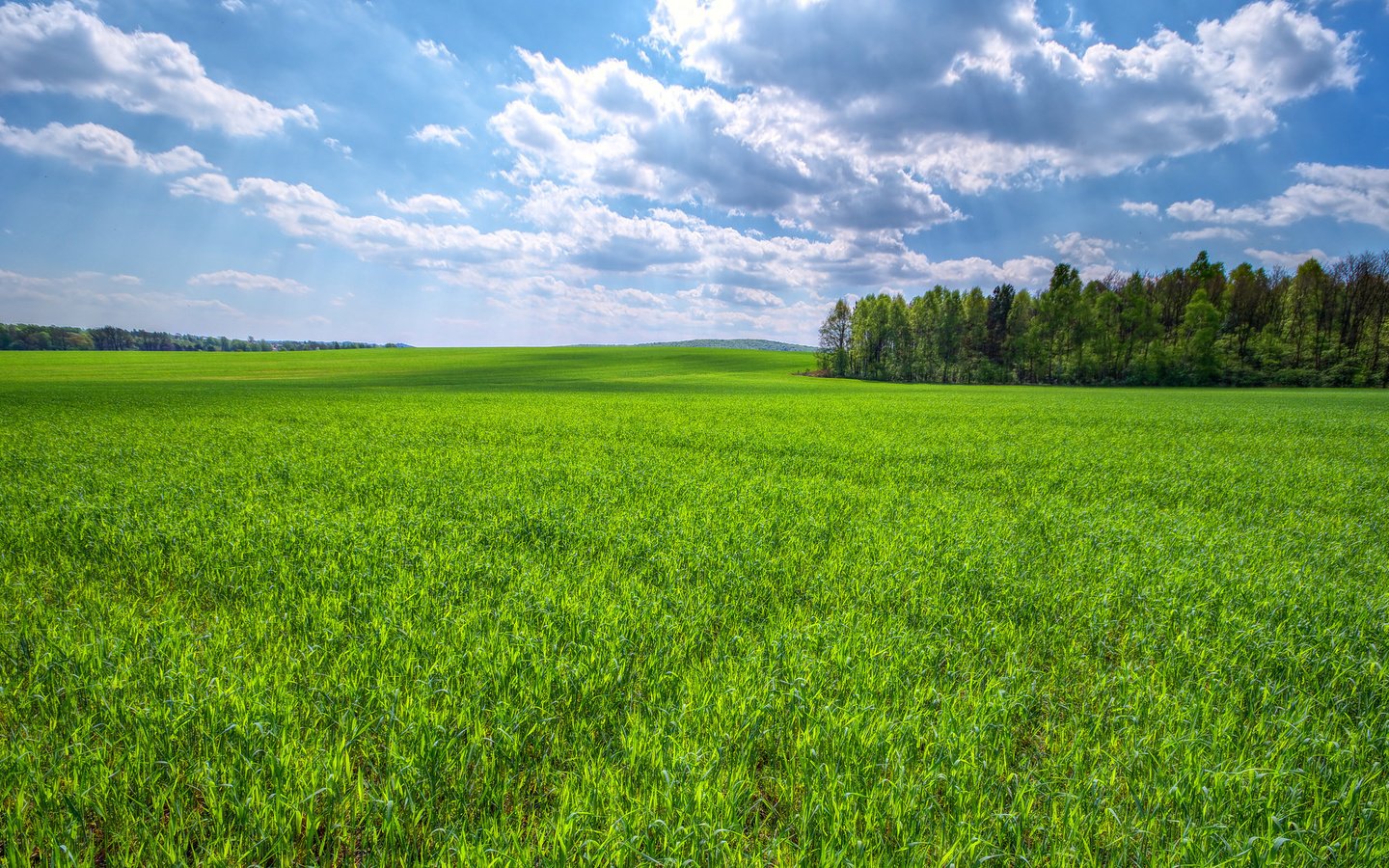 Обои небо, трава, облака, деревья, поле, зеленая, the sky, grass, clouds, trees, field, green разрешение 2048x1157 Загрузить