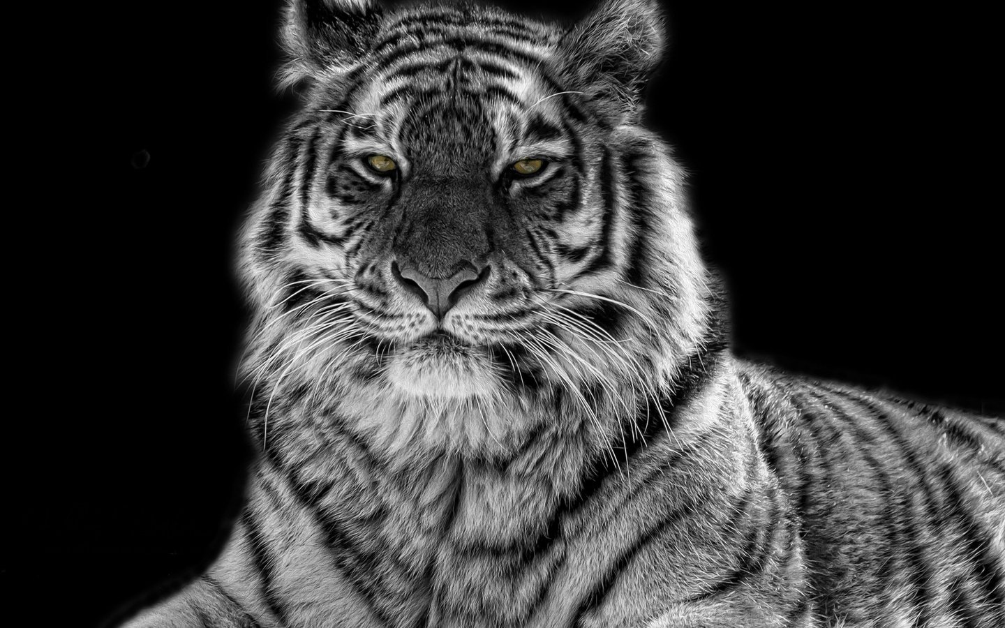 Обои тигр, глаза, хищник, чёрно-белый, tiger, eyes, predator, black and white разрешение 2048x1365 Загрузить